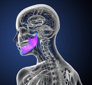'human skeleton' 'jaw bone'